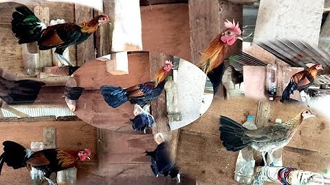 saib me nyuam qaib dib qaib qus pom 1 zoo nkauj heev li