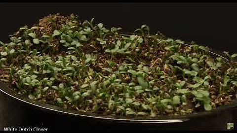 PSA: How trees help prevent Soil Erosion and Flooding.