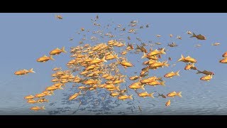 500 Goldfish - fish flocking behaviour in Unity3D.