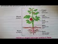Grade 9 Biology | Levels of Organization | Cells | Organ Systems in Plants