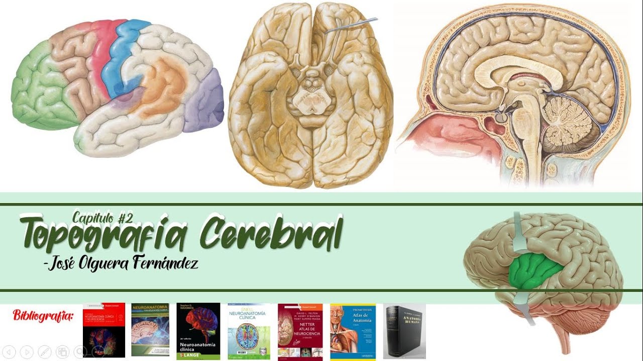Capitulo 2: Topografía cerebral - Neuroanatomía