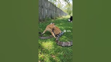 A puppy rescuing a kitten from an snake attack — True friendship in the wild!