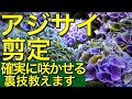 アジサイ（紫陽花）の剪定（夏期）～アジサイが咲かない本当の理由と来年花を確実に咲かせる方法～アジサイの花が終わったあとの手入れ方法（鉢植えアジサイ）