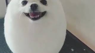 犬のおもしろ動画 ポメラニアン 編 ペットタイムズ