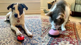Mia and Barry Ring the Bell, Get the Treat by It's a Wonderful Life with Pets! 10 views 2 years ago 3 minutes, 5 seconds