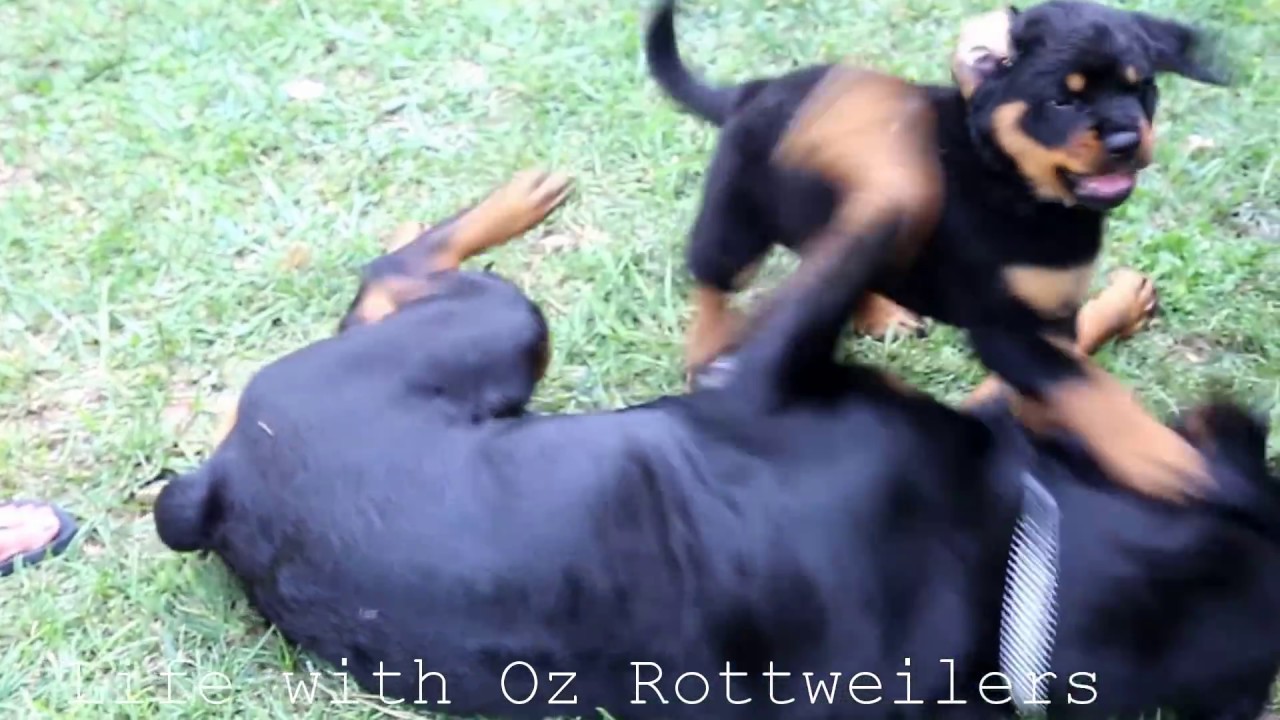 big rottweiler