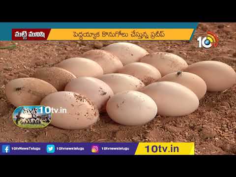 బైబ్యాక్ ఒప్పందంతో కోళ్ల పెంపకం | Poultry Farming | Matti Manishi | 10TV News