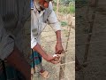 জব্দ থাকবে বেশি বান #viral #agriculture #foryou