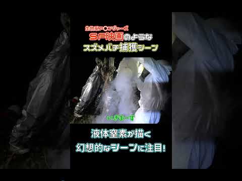 液体窒素でスズメバチを急速冷凍して美味しく捕獲してみた #shorts