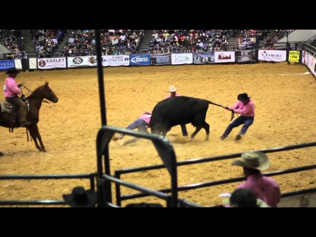 Full Cow Kick - Wild Cow Milking - Davison and Sons - 19th WCRR class=