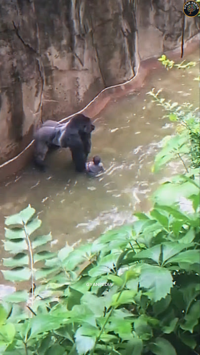Last Moments of Gorilla 😧 #animals #hindi #india @gyanpedia