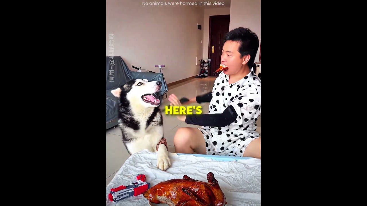 The owner did the dog Dirty 😭🤣 #shorts #shortsvideo