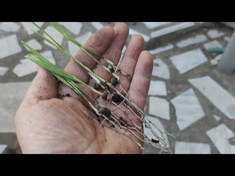 Video: Hoe hoog word palms?