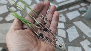 How to grow palm tree from seed - Φοίνικας από σπόρο