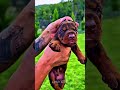 Doberman evolution ☠️#dog #viral #doberman #dobermandog #evolution #shorts #shortsfeed