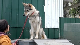 ДТ-60. Усиление связи через полосу препятствий. Фрагмент урока. ДТ-60. Усиление связи через полосу препятствий. Фрагмент урока.