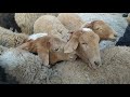 Бүгүнкү күнгө карата койлордун басы🐏🐑👍🇰🇬/6/12/2020/