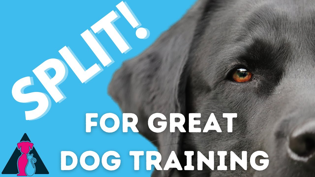 Splitting What It Is and How to Use it for Better Dog Training! YouTube