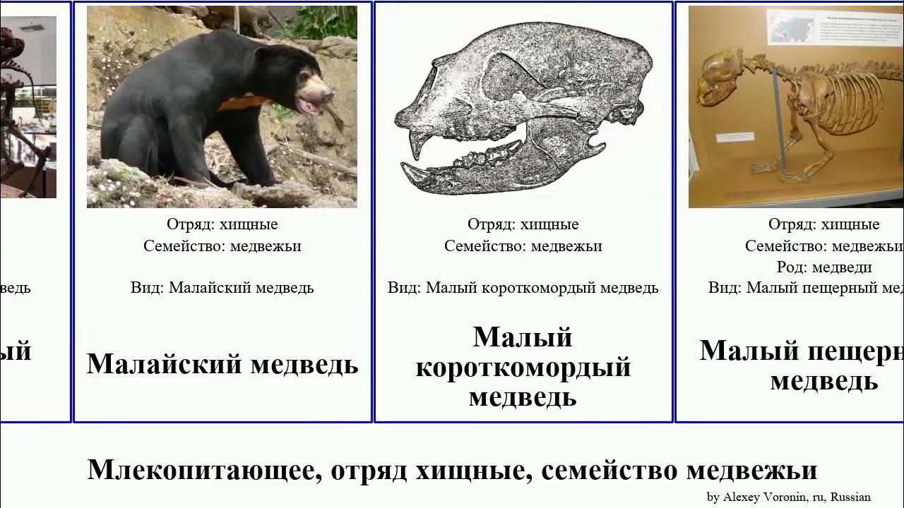 Малый пещерный медведь. Отряд Хищные семейство Медвежье примеры. Медвежьи семейство млекопитающих. Гигантский Короткомордый медведь.