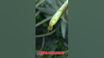 ASLI BETADINE GETAH POHON BETADIN #shorts