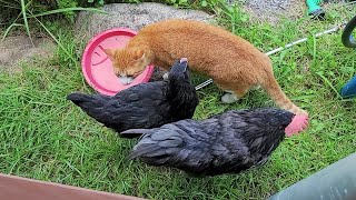 Anxious cat and chicken cohabitation! Sometimes I get confused whether it's a reality or a dream