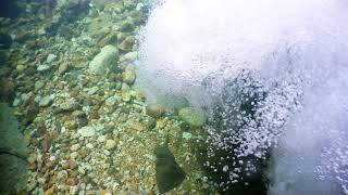 【観察 ⑧】 滝つぼ 水中カメラ イワナ 岩魚 源流 Char 渓流 Underwater Camera Fish 渓流散歩 【観察 ⑧】 滝つぼ 水中カメラ イワナ 岩魚 源流 Char 渓流 Underwater Camera Fish 渓流散歩