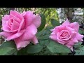 20 blooming roses in my garden  garden update