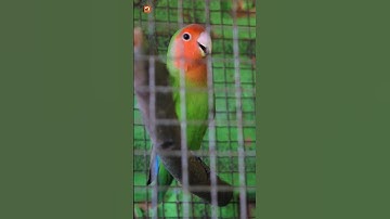 Lovebird Sounds | Lovebird singing ( Part 2 )