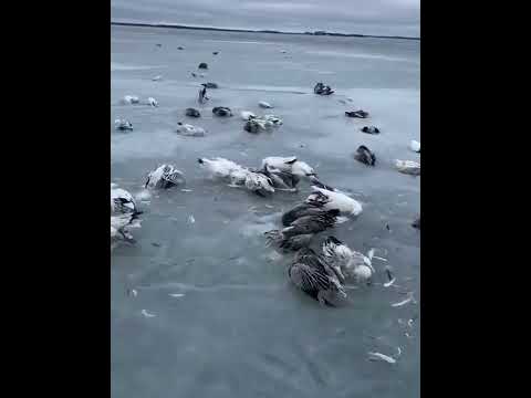 Погибшие птицы