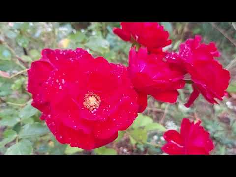 Video: Roser og rust: Sådan behandler du rosenrust