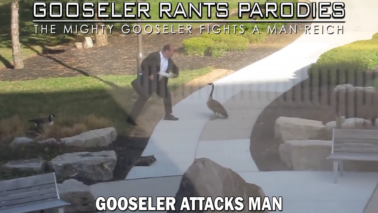 Gooseler attacks man