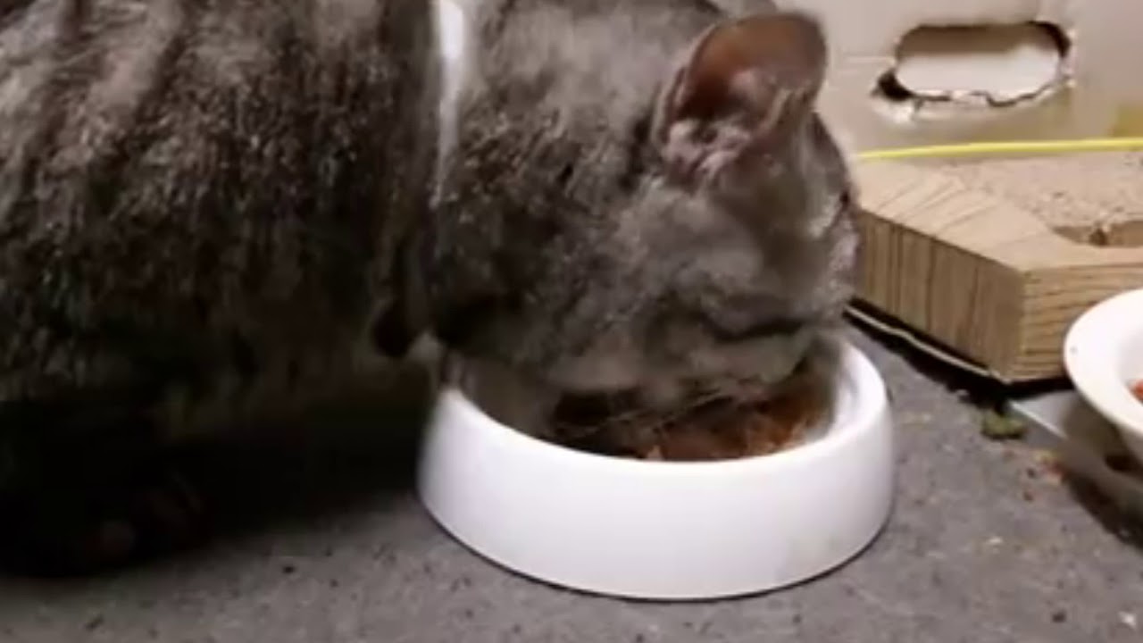 猫のお食事タイム マンチカン大人ver Youtube