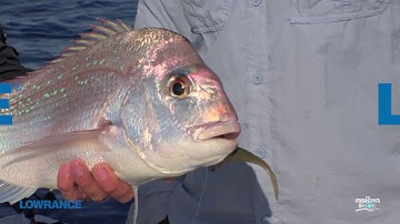 Finding snapper with your sounder