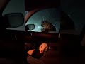 I rescued a kitten... but I didn't see what was watching from outside.