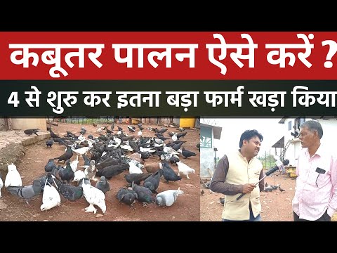 Kabutar Palan Kaise Karen । How to Start Pigeon Farming। कबूतर पालन छत्तीसगढ़ । Kabutar Farming cg