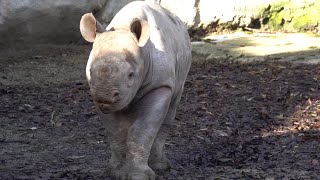 Endangered Baby Rhino Gets A Name Meet Tamu