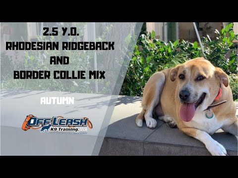 rhodesian ridgeback collie mix