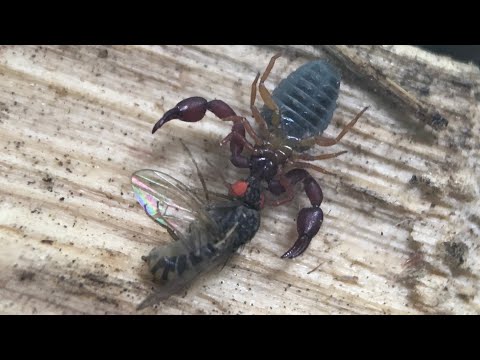 Pseudoscorpions!