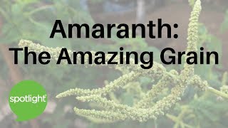 Amaranth: The Amazing Grain | practice and read English with Spotlight