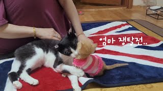 [집사Vlog] 엄마옆이 좋은 꼬미와 까미 그들의 쟁탈전 #daily