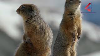 Episode 7 - The Arctic Ground Squirrel