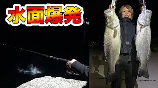 こんな所で!?磯の王者が普通の堤防で入れ食い！！