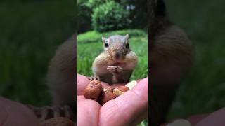 The Great Dinky And Bubba Know Their Names, Fill The Cheeks #Shorts #Dinky #Bubba #Chipmunks #Cute