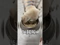 CHÚ CHÓ TRUNG THÀNH NHẤT THẾ GIỚI #dogshorts #shortsviral #animalshorts