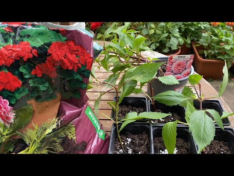 Как Размножить Георгины Летом и Осенью! 🌺Секреты Черенкования Георгин!