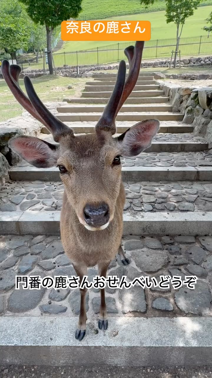 鹿さんチューブ #お鹿つ #推鹿つ #おせんべいどうぞ #奈良の鹿 #奈良