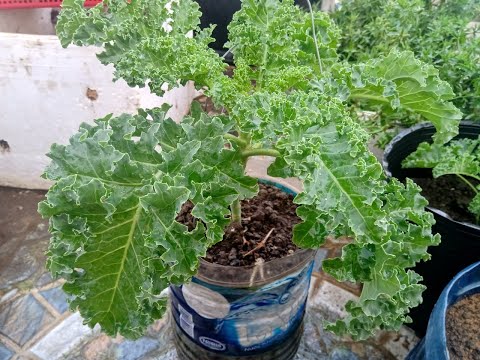 #1 Mẹo nhỏ giúp Cải Kale lớn nhanh như thổi, trồng rau sạch trên sân thượng Mới Nhất
