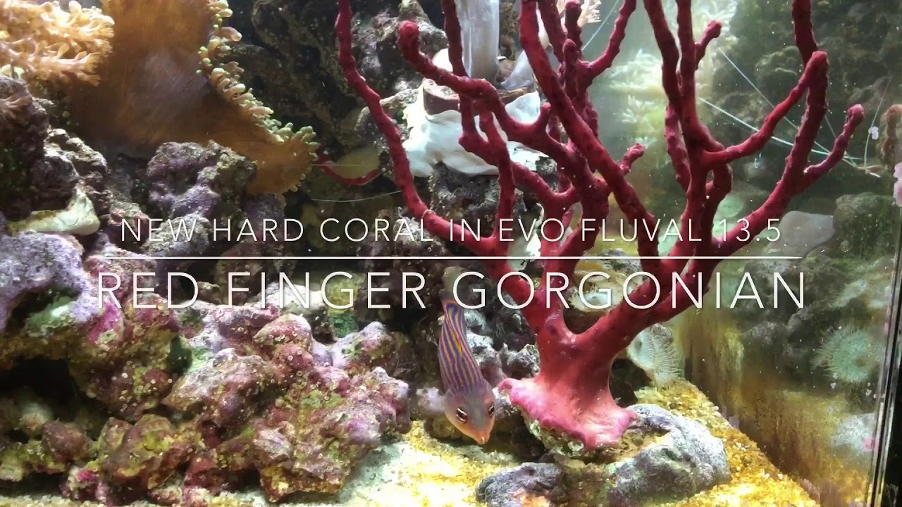 New Red Finger Gorgonian hard coral Day First in EVO Fluval 13.5 coral