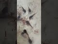 アカメアマガエルのオタマジャクシ