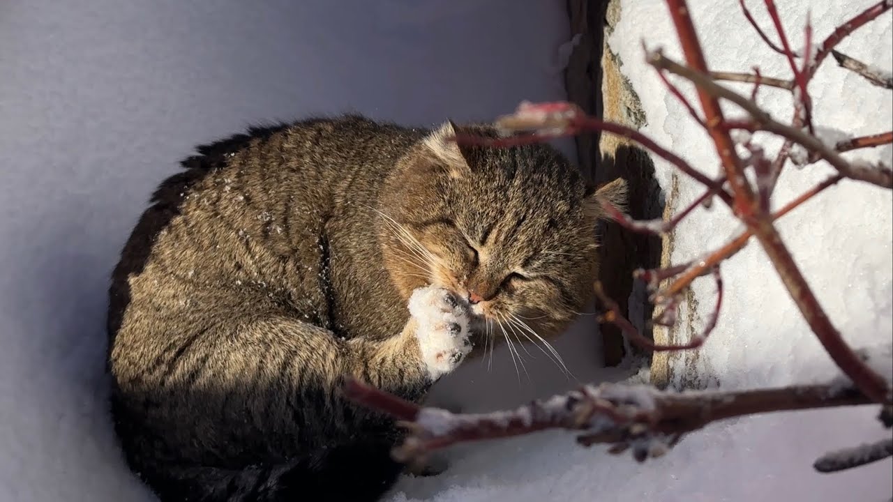 ДНЕВНИК лесного кота БАРСИКА: 18.02.2026, часть 2